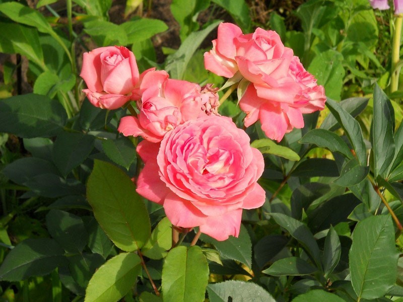 variété Comtesse de Provence