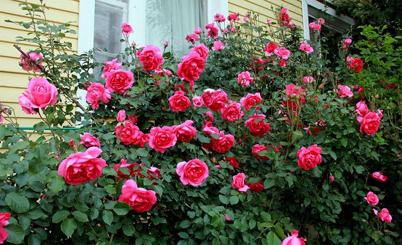 Parade des variétés de roses