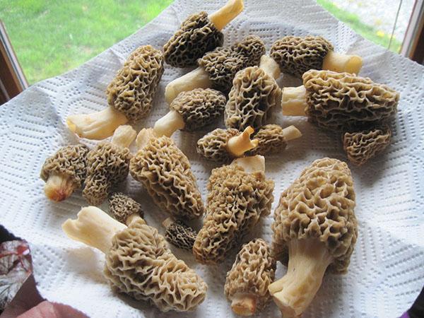 laver et cuire les morilles