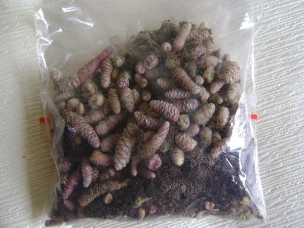 Rhizomes d'Achimenes en stockage