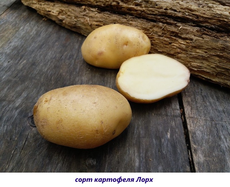 patatas lorch