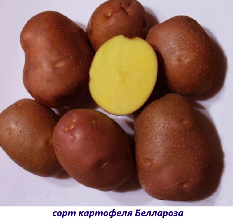patatas bellarose