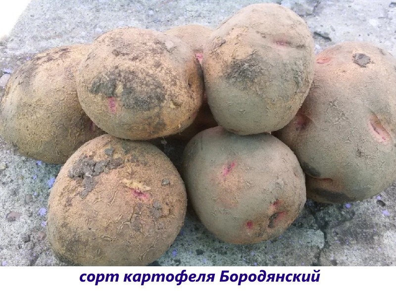 patatas borodyansky
