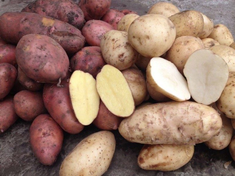 variétés de pommes de terre friables