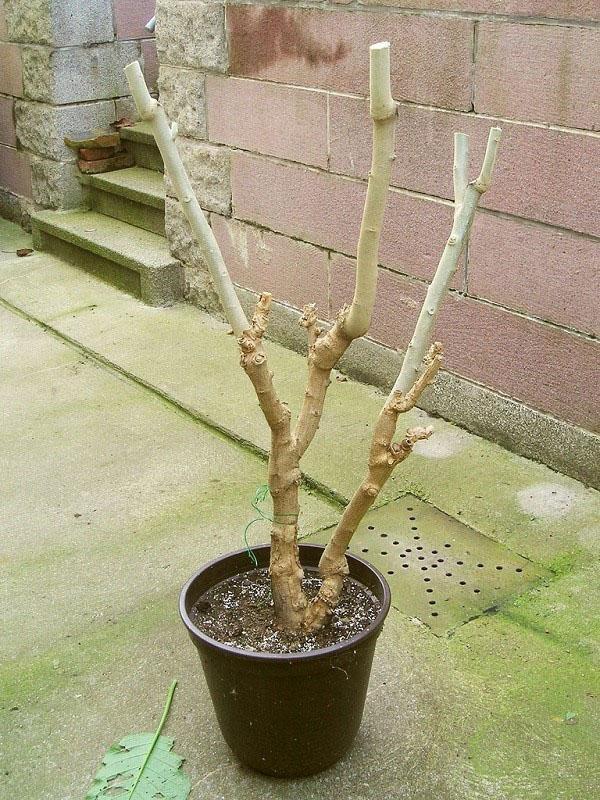 preparando brugmansia para la invernada