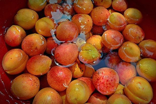 vierta agua sobre los albaricoques