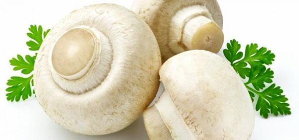 champignons frais