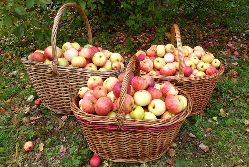 récolte des pommes