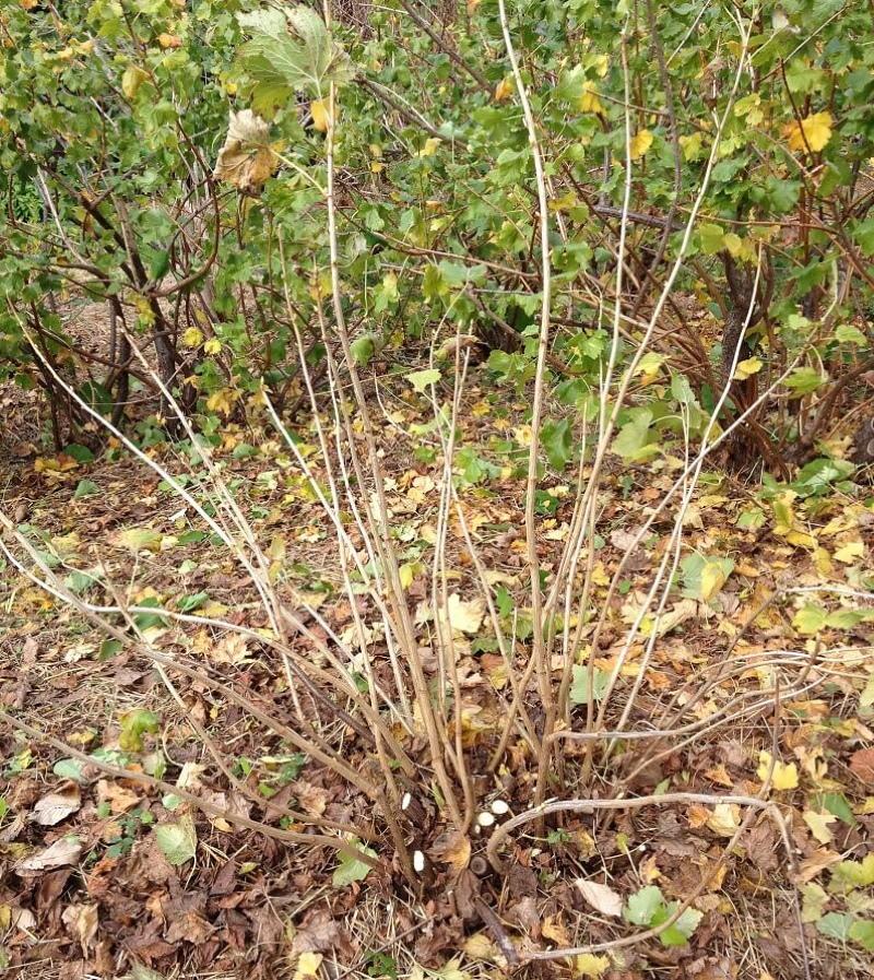 comment prendre soin des groseilles en automne
