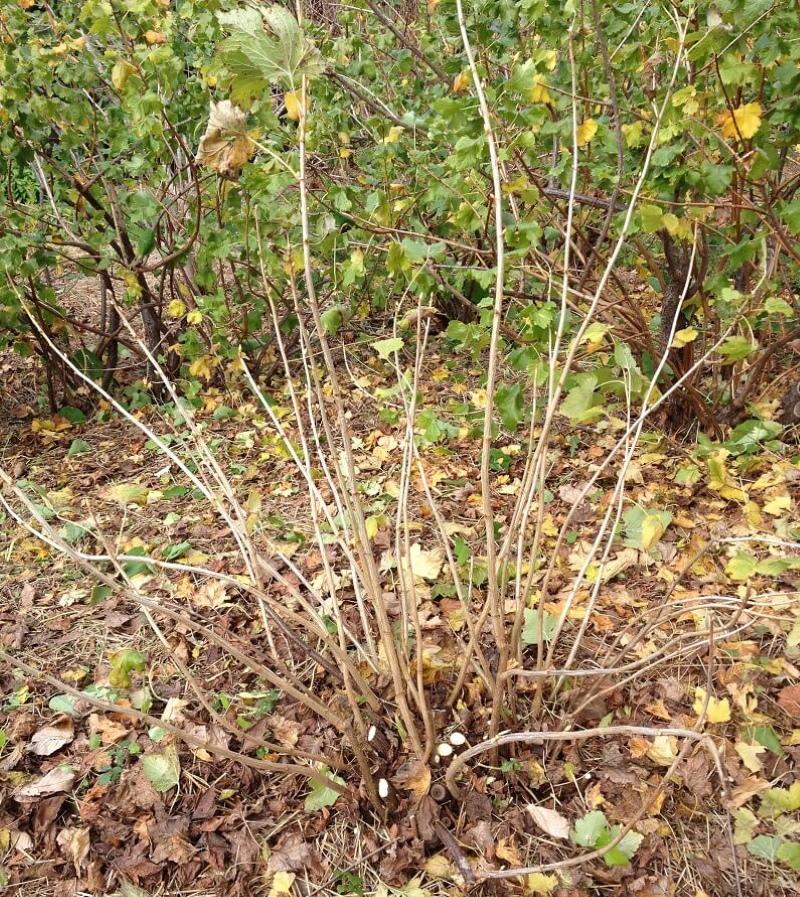 cómo cuidar las grosellas en otoño