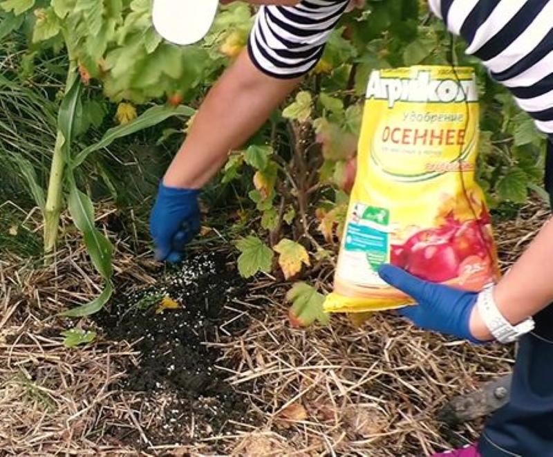 poda de grosella negra y cuidado en alimentación de otoño