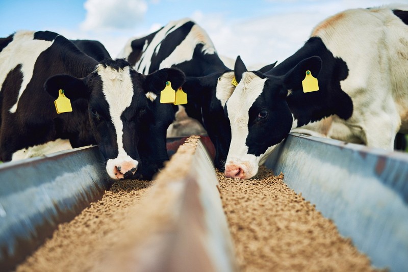 como dar avena a las vacas