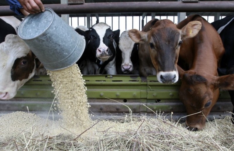 ¿Se puede alimentar a una vaca con avena?