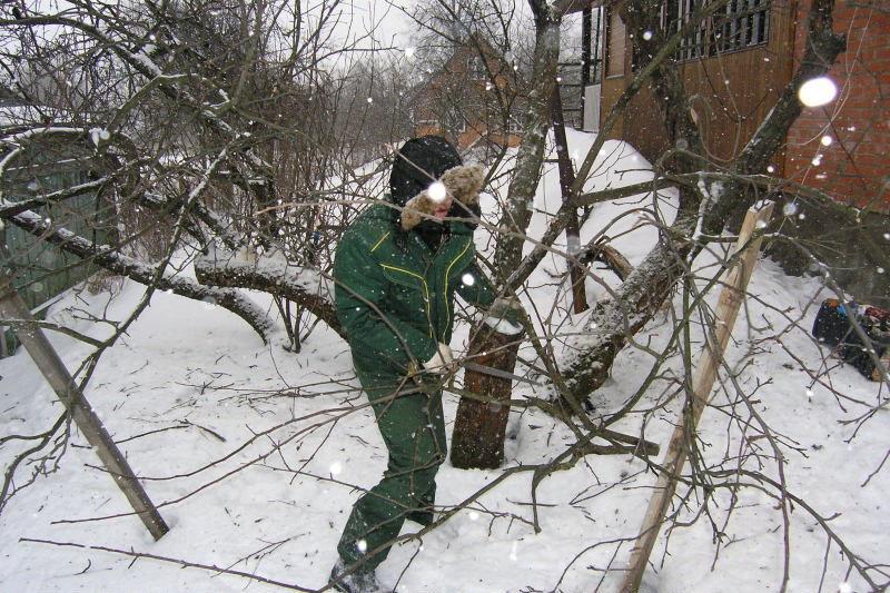 élagage rajeunissant des arbres en hiver