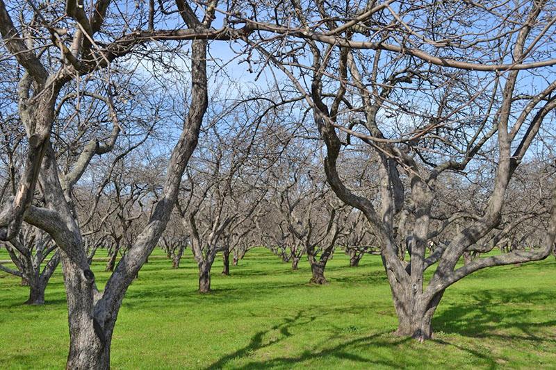 el jardín necesita rejuvenecimiento