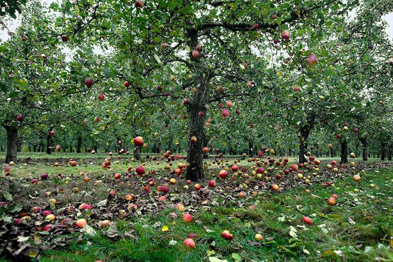 azúcar vieja da fruto