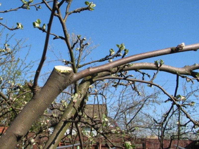 poda de árboles rejuvenecedora