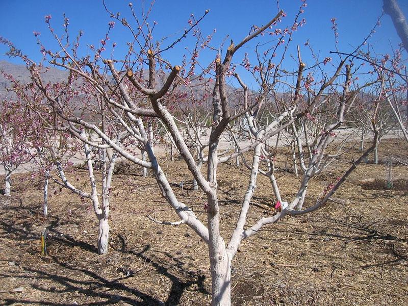 jardín después de la poda de primavera