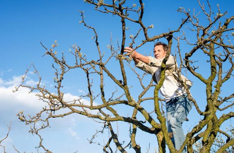 corrección de la altura del árbol