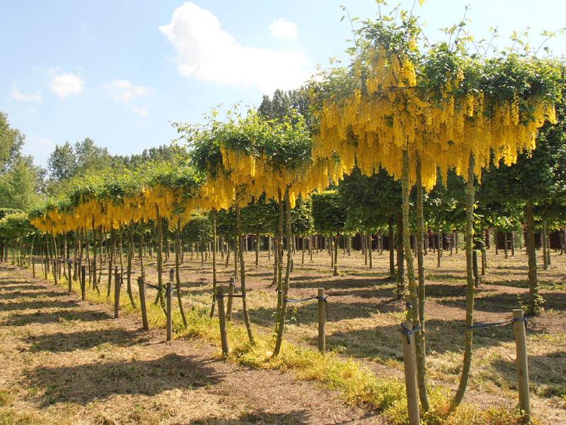 vivero de plántulas de frijol