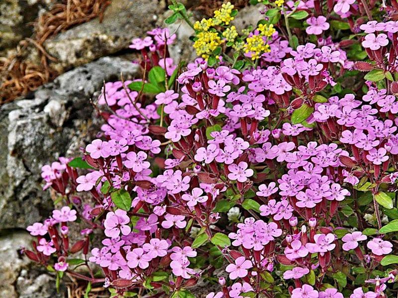 plantar y cuidar saponaria en un macizo de flores