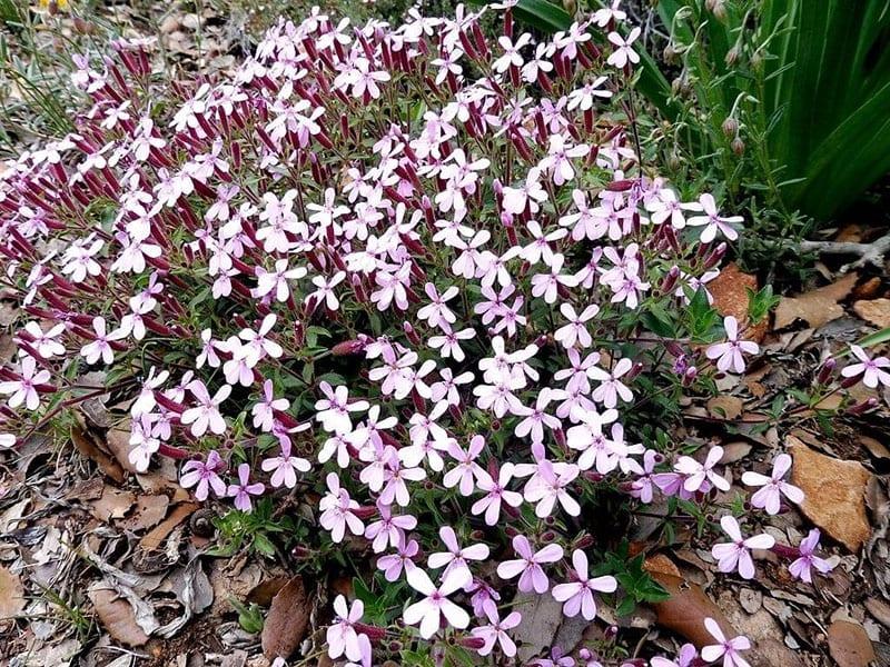 lugar de cultivo de saponaria