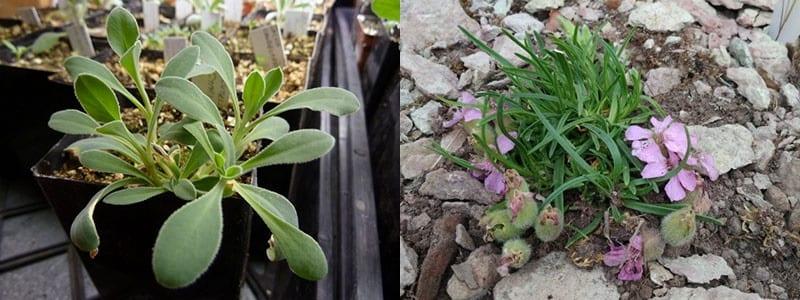 plántulas de saponaria