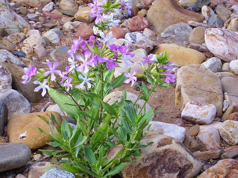 acolchado de saponaria con piedras