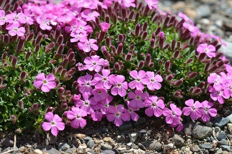 plantar y cuidar saponaria