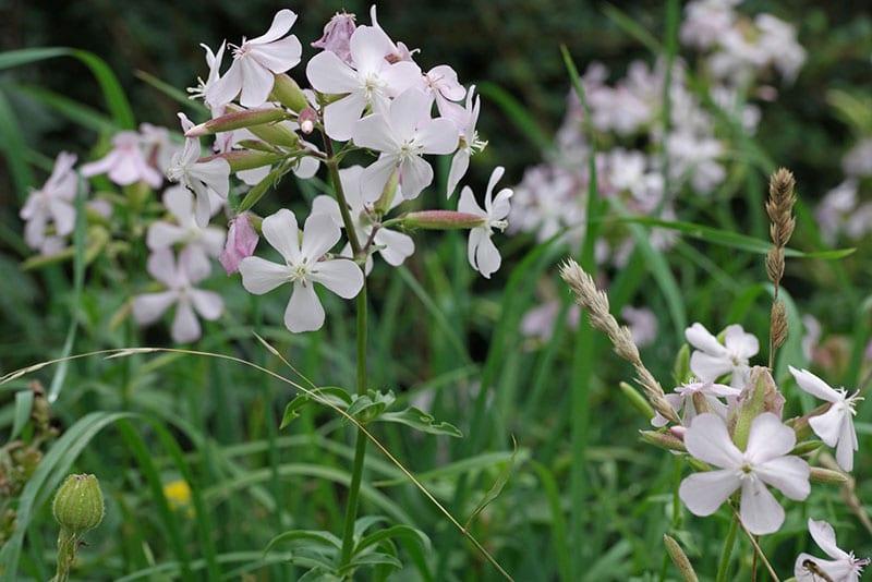 flores de saponaria