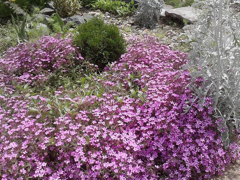 exuberante floración de saponaria