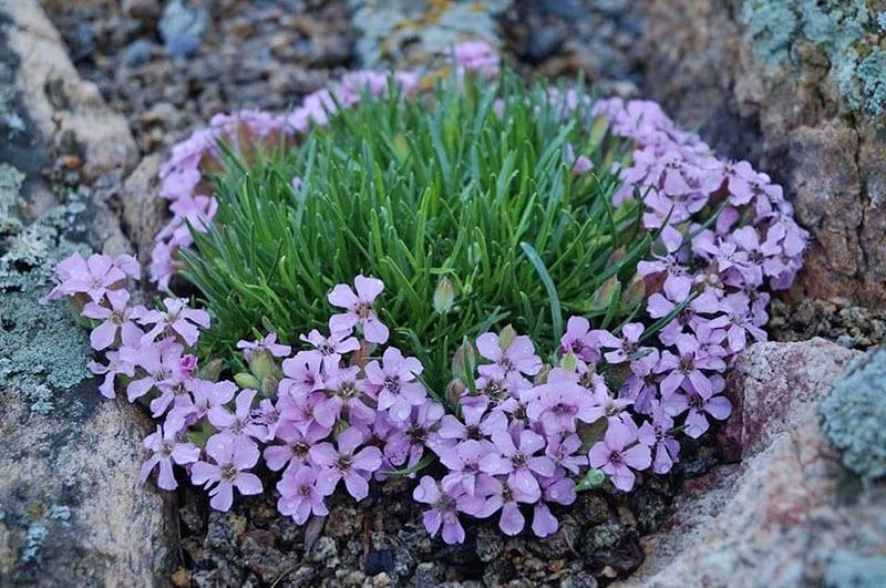 saponaria olivana