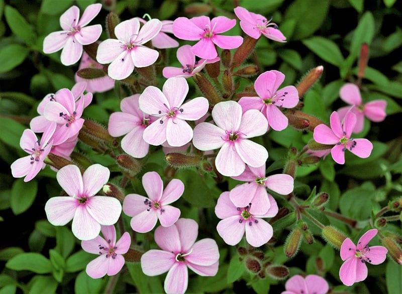 saponaria lamperjee