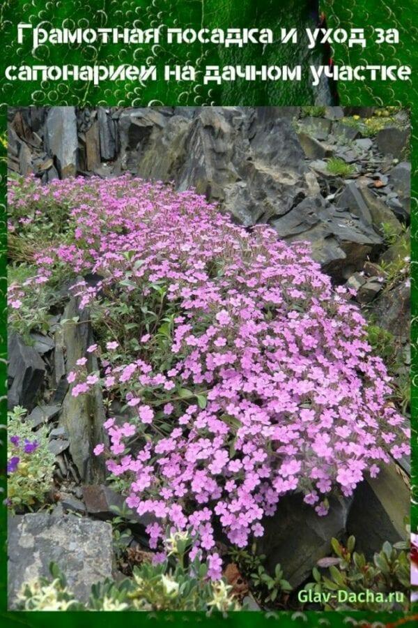 plantar y cuidar saponaria