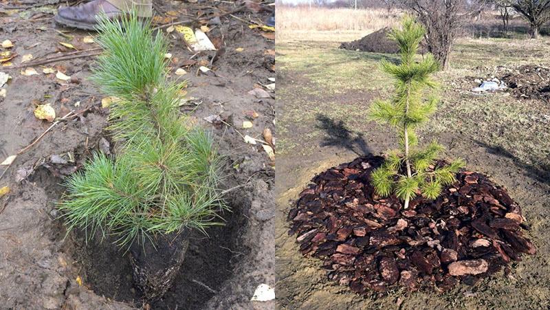 processus de plantation des semis