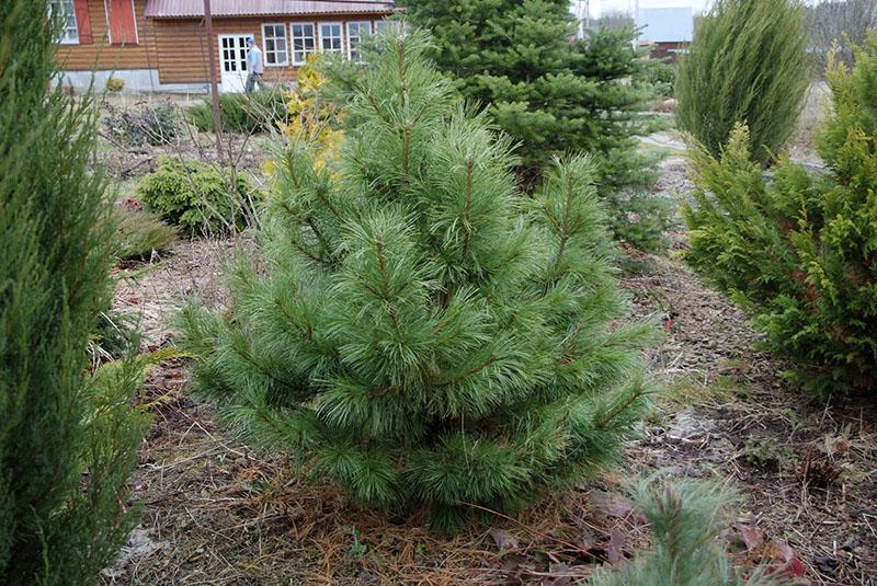 Plantar y cuidar el pino de cedro siberiano.
