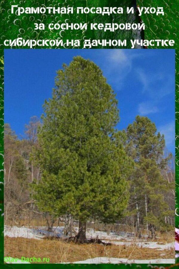 plantar y cuidar el pino cedro siberiano