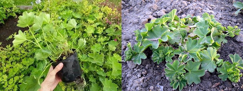 transplanter un brassard dans un parterre de fleurs