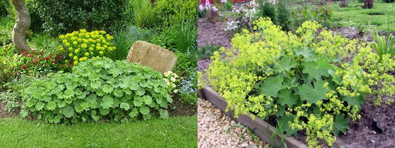 au premier plan des parterres de fleurs