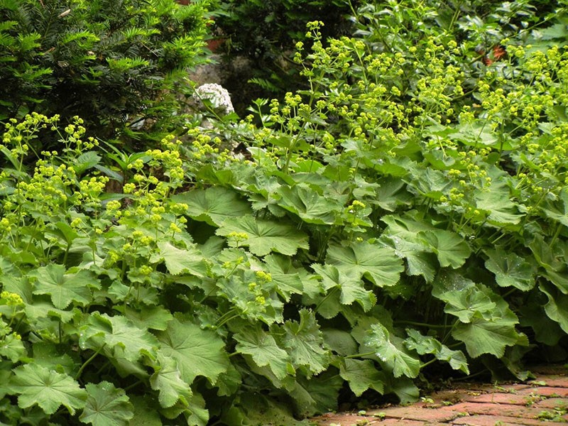 au bord des allées du jardin