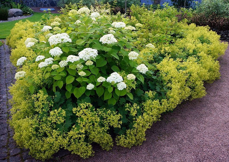 para enmarcar macizos de flores