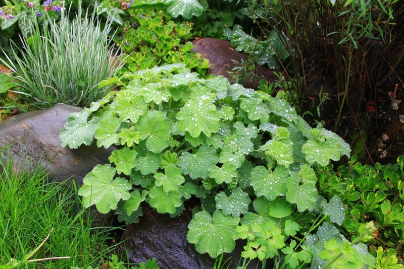 planta con grandes hojas redondas