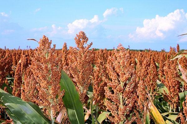 el sorgo madura