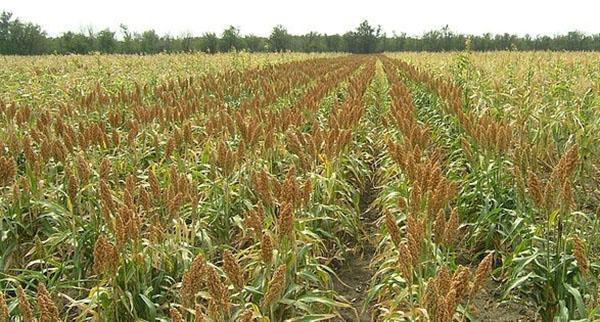 cuidado de cultivos de sorgo