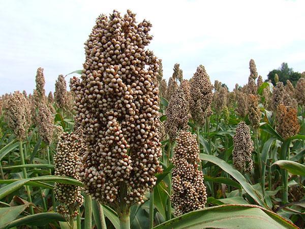 tecnología de cultivo de sorgo en grano