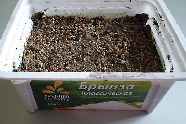 plántulas de semillas de verdolaga
