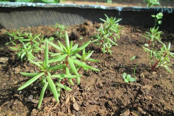 plántulas de verdolaga en un macizo de flores