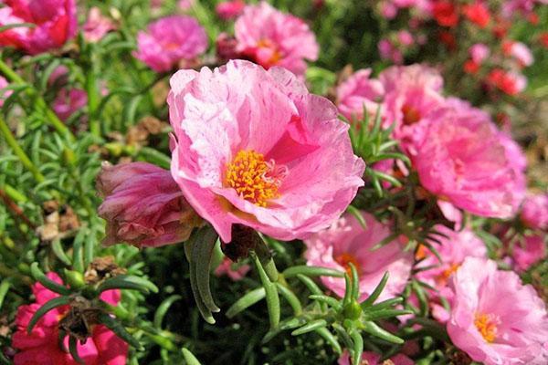 verdolaga de flores grandes