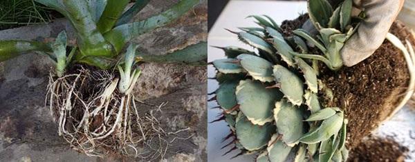 reproduction de l'agave par les enfants