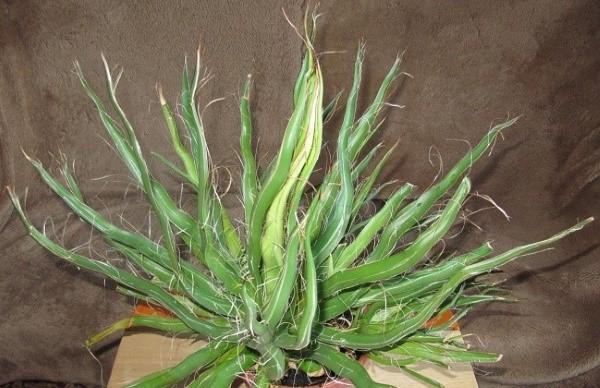 merveilleux agave